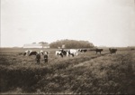 Peder & Frederik Lassen with the Cows on Grågård