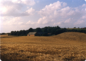 Looking NW Towards the Farmyard