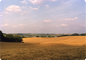 Fields Looking Down from the Barn Toward Gudsø Vig