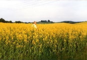 Verner Christensen in the Canola Field